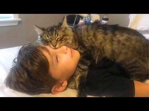 Cats Chose to Sleep Beside Us – And It Means You're Their World #Video