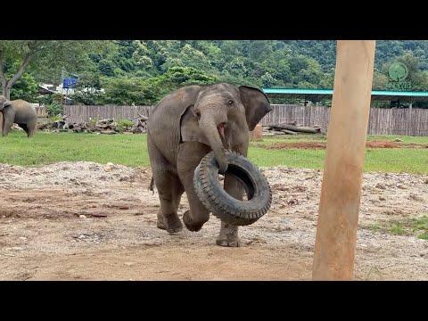 Playful baby girl Chompu shows her tire toys who's the boss! - ElephantNews #Video