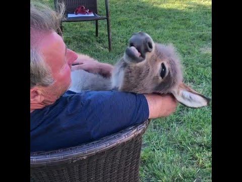 Man Sings to Donkey While Holding her in his Arms #Video
