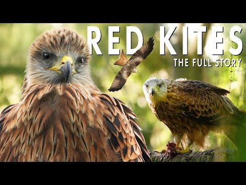 Secrets From A Red Kite Nest | Full Story | Robert E Fuller #Video