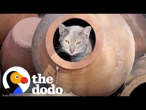 Cat Moves Into A Pottery Store And Finds A New Mom #Video