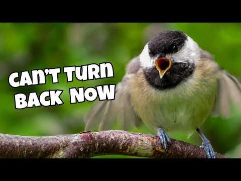 The Most Dangerous Time in a Baby Bird's Life #Video