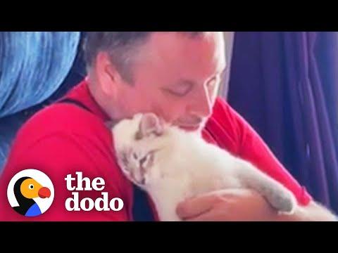 Dog-Person Guy Begs His Wife To Adopt Shelter Cat #Video