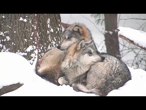 Critically Cute Wolves Snuggle in the Snow #Video