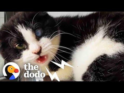 Hissing Panda Cat Goes From Scared To Cuddlebug #Video