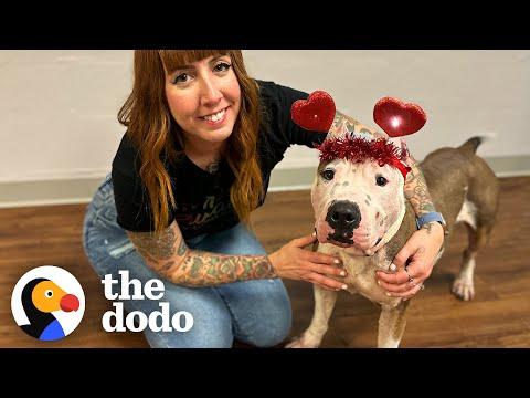 Rescuers Surprise Mama Pittie With A Lady And The Tramp Dinner #Video