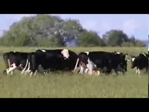 Cows Playing With A Ball