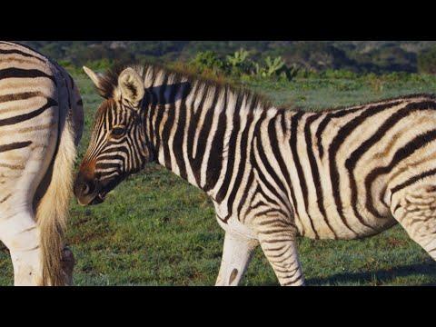 Why Are Zebras Black and White? | Wild Lands: South Africa | BBC Earth