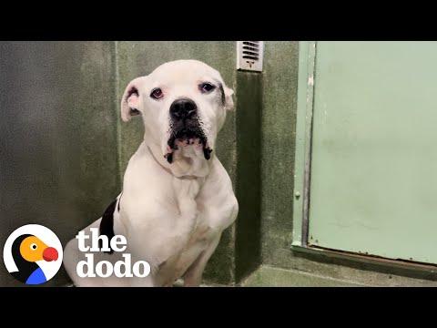 Skinny Sad Pittie Who Nobody Wanted Is A Perfect Good Boy