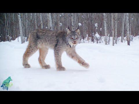 Fascinating montage of trail cam footage from Minnesota #Video