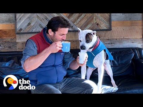 Guy Shows his Rescue Pittie the Wonders of Fall for the Very First Time #Video
