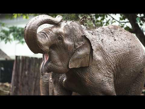 Elephant Friends Discover Their Deep New Mud Pit! - ElephantNews #Video