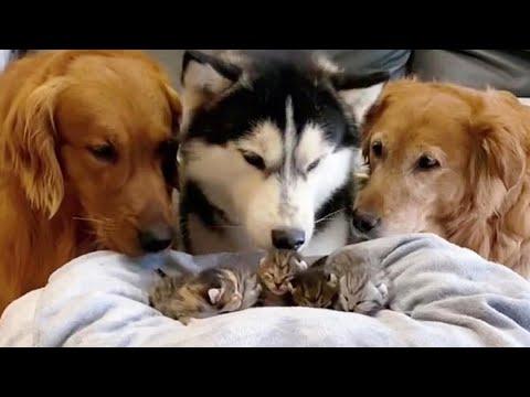 Two Golden Retrievers & Husky Welcomes Cute Litter Of Newborn Kittens #Video