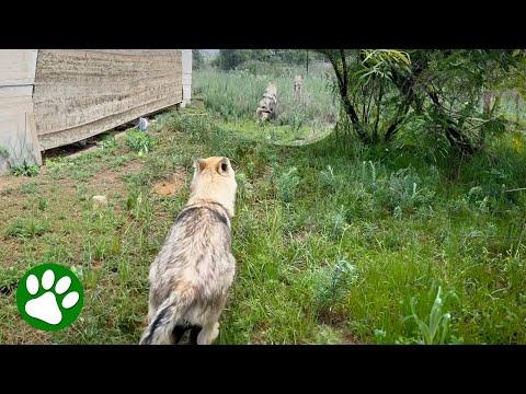 Two Wolves Escape Sanctuary And Rescuers Set Out To Find Them #Video