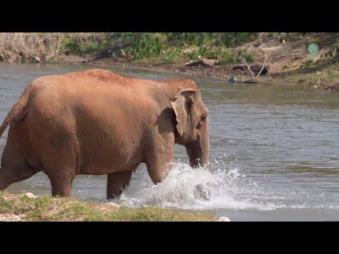 Friendship Beyond! Elephant Immediately Responds To The Voice And Rushing Over - ElephantNews #Video
