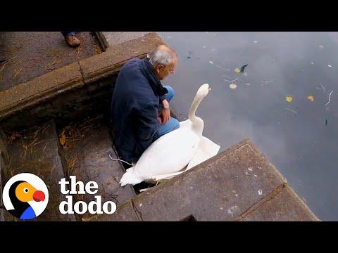 Rescuer Sits With Swan Until He's Ready to Go #Video