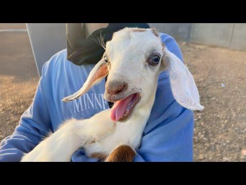 GOATS are on Earth to MAKE US LAUGH | FUNNIEST ANIMALS Video
