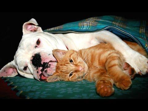 Cat And Bulldog - Funny Videos Compilation