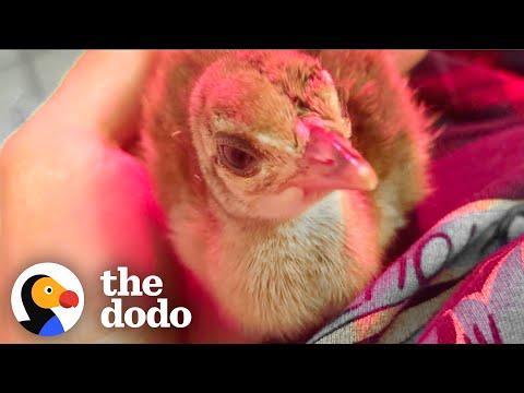Tiny Abandoned Peahen Finds her True Colors #Video