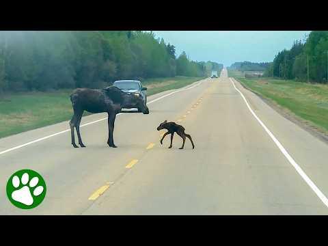 This Mother Moose’s Protection of Her Calf Is Everything #Video