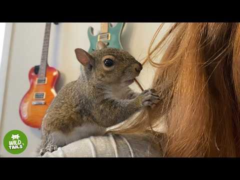 This Rescued Squirrel Refuses To Leave - What Happened Next Is Pure Magic #Video