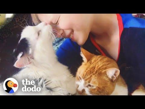 What Happens After You Rescue A Cat | The Dodo
