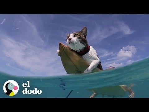 Meet Hokule, The Surfing Cat #Video