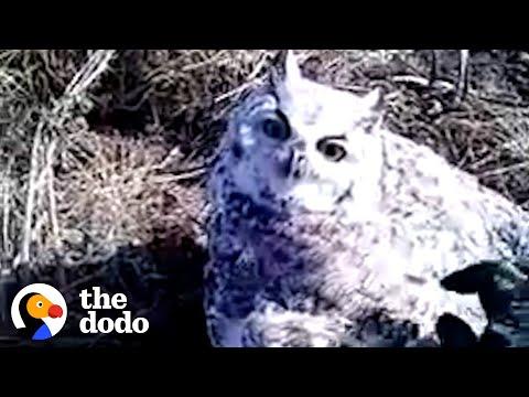 Owl Stuck In Fence Patiently Waits While Stranger Helps Him #Video