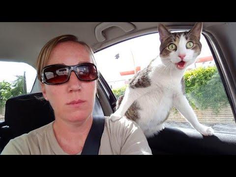 When Your Cat Realizes They're Going to the Vet #Video