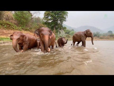 Elephant Cerebrate the First Rain - ElephantNews #Video