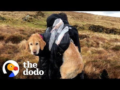 Lost, Freezing Dog Gets Carried 6 Miles Down A Mountain #Video