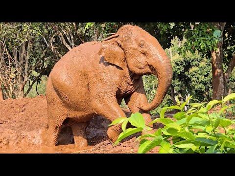 Why Elephant’s Mud Bath Means More Than Just Play - ElephantNews #Video