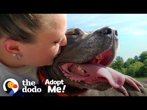 85-Pound Cane Corso Worked SO Hard To Be A Good Girl | The Dodo Adopt Me!