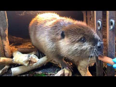 Meet Filbert and Maple the Beavers