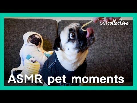 Best ASMR Pet Moments | The Pet Collective