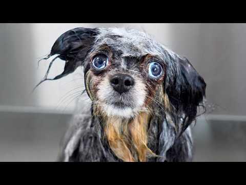 This Dog is a Walking Health Code Violation #Video