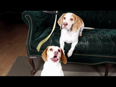 Dogs Vs. Pasta: Funny Dogs Maymo & Penny