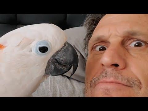 Man says this cockatoo completes him. Just don't tell his wife.  #Video