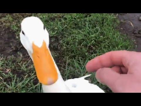 This man is convinced his duck is as smart as your dog #Video