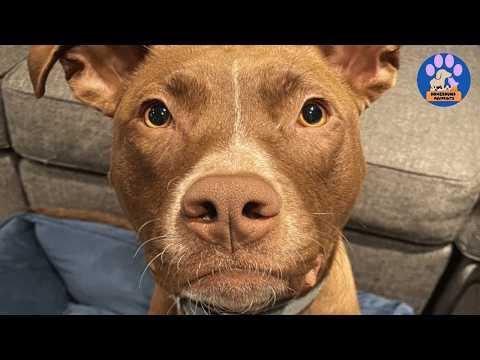 She Wasn’t the Dog We Wanted…Until She Looked at Us #Video