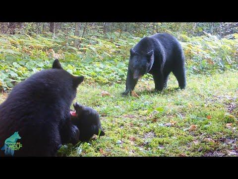 Chubby bear cubs destroy trail camera set-up #Video