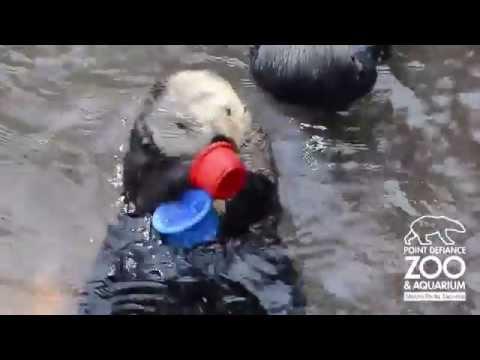 Otter Stacking Some Cups - The Translation