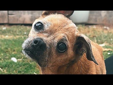 Guy keeps promise he made to dog 17 years ago #Video