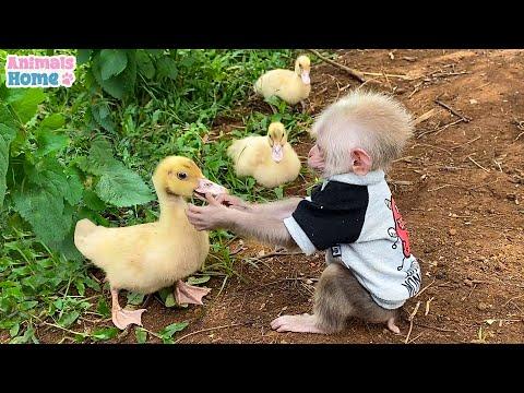 Monkey BiBi has fun plays with ducks #video