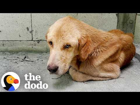 Dumped 'Skeleton' Dog Makes Shocking Transformation #Video