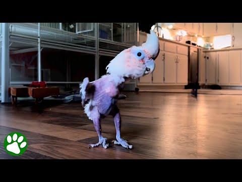 Rescued parrot loves to dance #Video