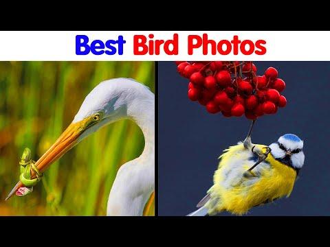 50 Best Bird Photos Of 2024 Have Been Announced, And They’re Truly Amazing #Video
