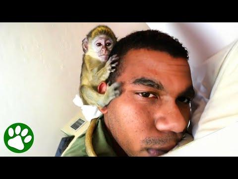 Rescued monkey does everything with his adopted dad #Video
