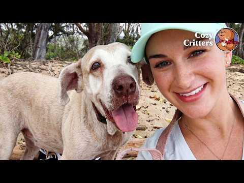 An 11-Year-Old Dog Who “Gave Up on Life” Comes Back to Life After Adoption #Video