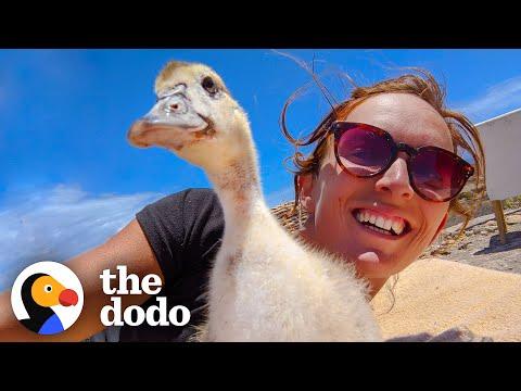 Baby Duck Thinks the Woman is Her Mom #Video